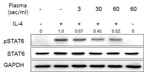 IL-4에 의해서 활성화된 STAT6 (pSTAT6)의 액상플라즈마에 의한 억제 효과