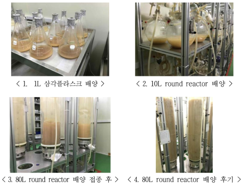 EGF 고발현 세포주 현택 배양 scale-up 과정