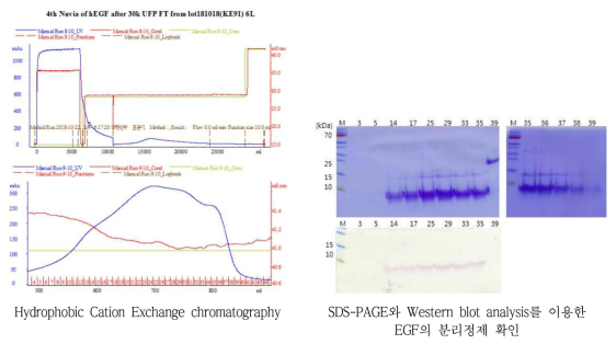 Hydrophobic Cation Exchange chromatography와 Western blot analysis >