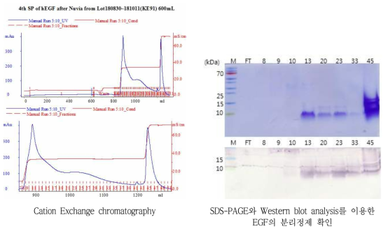 Cation Exchange chromatography와 Western blot analysis