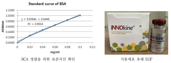 BCA 정량과 동결건조