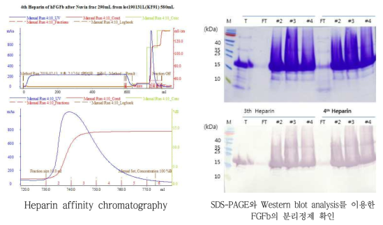 Heparin affinity chromatography와 Western blot analysis