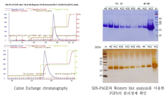 Cation Exchange chromatography와 Western blot analysis