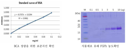 BCA 정량과 동결건조