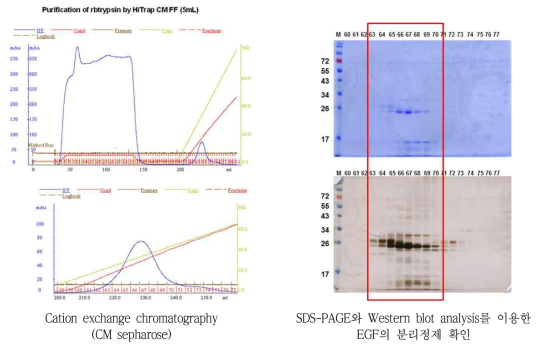 Cation exchange chromatography (CM sepharose)와 Western blot analysis