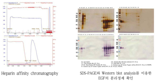 Benzamidine sepharose Affinity Chromatography와 Western blot analysis