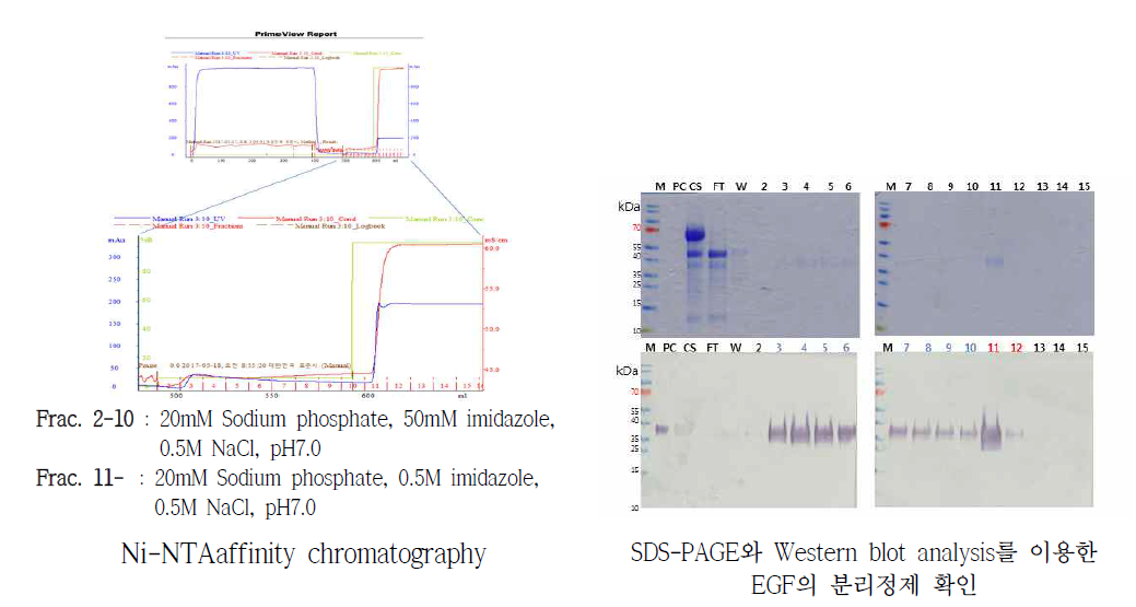 Immobilized metal chromatography와 Western blot analysis