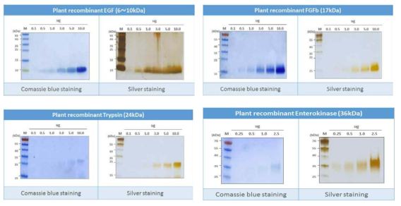 SDS-PAGE와 Comassie blustaining, Silver staining을 이용한 순도확인