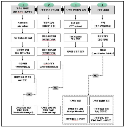 벼 현탁세포로부터 재조합 단백질 생산 공정도