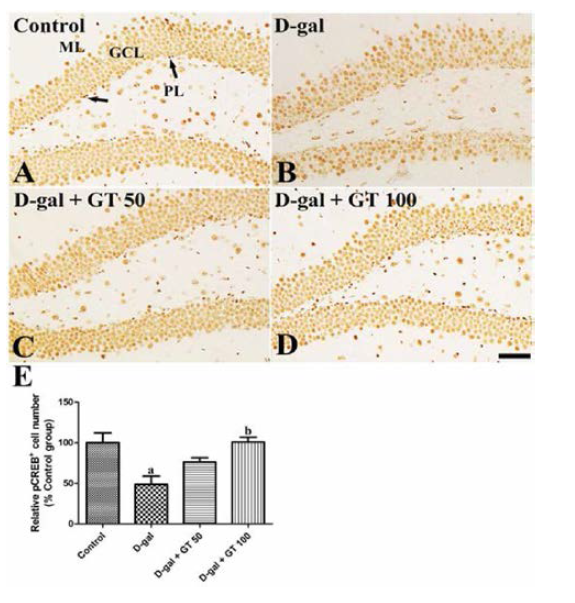 각 그룹 간에 신경 세포에 인지 기능에 관여하는 단백질인 pCREB 염색 변화에 대한 실험에서 D-gal 단독보다 GEF를 투여할 경우 pCREB 염색이 증가함