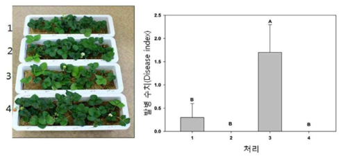 스트렙토마이세스 그리시우스 S4-7’ 균주의 위황병 방제 효과 처리1:무처리, 처리2: S4-7’처리, 처리3:위황병원균처리, 처리4: 위황병원균+S4-7’처리