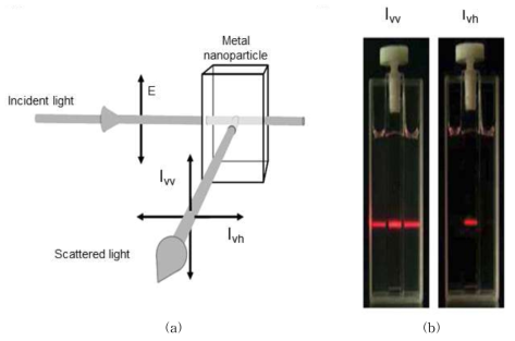 (a) 금나노입자의 비편광 산란광(Ivh) 센싱 도식, (b) 비편광 산란광을 이용한 금나노입자의 선택적 센싱: 큐벳 안/밖 구성물 – 금나노입자/실리카 나노입자 (Goldys et al., Chem. Phys. Lett. 2009)