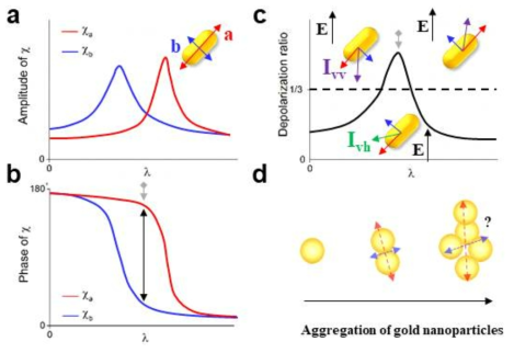 (a) 금나노입자 장/단축 방향에서의 산란광 세기, (b) 입사광의 파장 변화에 의한 각 축에서의 상변화, (c) 비편광 산란광(Ivh) 발생 원리, (d) 비편광/편광 산란광 센싱시스템의 원리