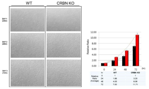 WT과 Crbn 삭제 MEF에서의 세포분열 속도 차이 확인