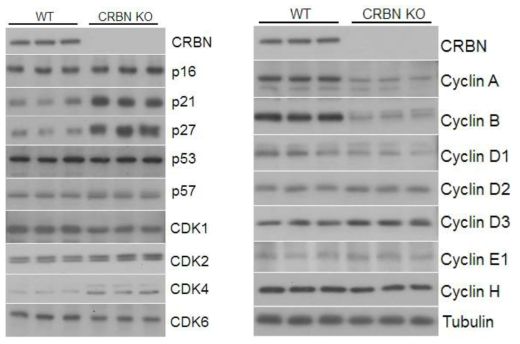 야생형과 CRBN 삭제 MEF에서의 세포주기단백질 발현 변화 및 레벨 확인