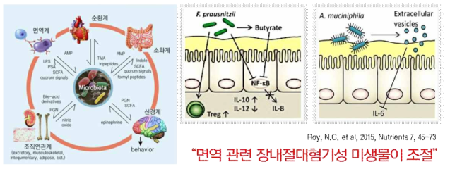 장내 미생물과 인간 건강과의 관계 및 장내 절대혐기성 미생물 기능