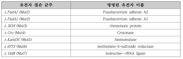 F. nucleatum 유전자 결손 균주