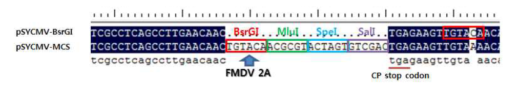 SYCMV의 CP 발현 단백질 바로 뒤에 삽입되는 구제역바이러스 2A 서열에 의해서 외래단백질이 번역후 과정을 거치면서 CP와 분리될 수 있다