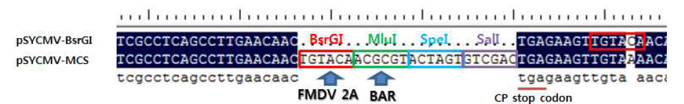 SYCMV의 CP와 fusion protein으로 발현될 BAR gene 시퀀스를 MluI 제한효소 서열을 이용하여 클로닝한다