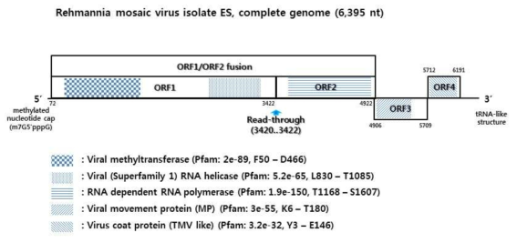 표에 제시된 다양한 식물바이러스는 그림과 같이 전체 지놈의 규명 및 ORF구조 확인을 통해서 바이러스의 특성을 파악하였다. 그림은 지황에서 분리한 Rehmannia mosaic virus (ReMV)로써 국내에서는 처음으로 확인되었다 (Lim et al., 2016). ReMV가 벡터로써 널리 이용되는 Tobacco mosaic virus (TMV)와 동일한 Tobamovirus 속의 바이러스 종이라는 점에서 활용도가 높을 것으로 기대된다