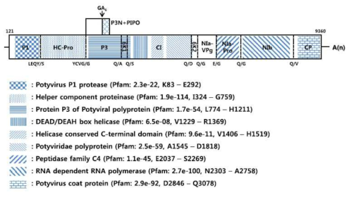 도라지에서 분리・동정한 신종 식물바이러스 Platycodon mild mottle virus (PlaMMV)의 게놈 구조