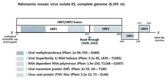 벡터 제작에 활용한 지황 감염 Rehmannia mosaic virus (ReMV)의 게놈 구조