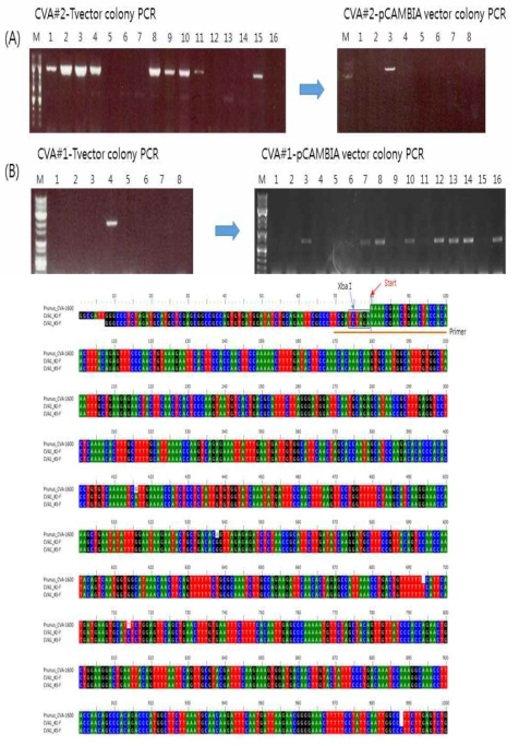 CVA 게놈의 T-vector cloning 및 sequencing 확인