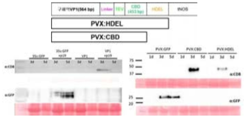 구제역 바이러스의 antigen(VP1)을 식물 35s promotor 벡터와 PVX 바이러스 벡터에 클로닝을 통한 단백질 발현 확인
