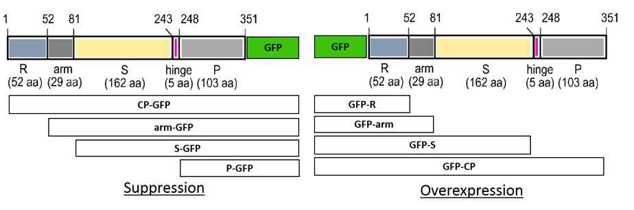 CP의 domain에 따른 construct 제조