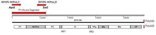 P1- HC pro genome fragment 확보를 위한PCR primer 제작