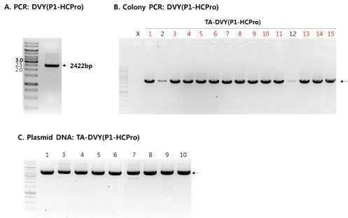 DVY(P1-HCPro) fragment 확보 및 TA cloning