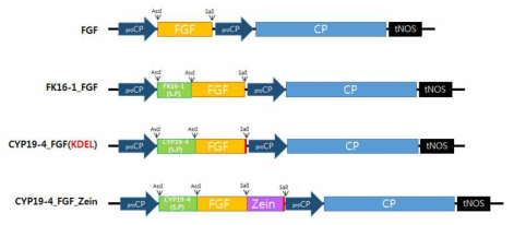 FGF 단백질의 세포내 소기관 타겟팅 constructs