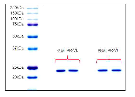 중쇄 및 경쇄 단백질 정제 및 발현 SDS-PAGE gel 결과