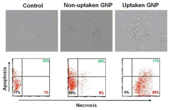 기체 발생 고분자의 in vitro 세포 괴사 효능 평가