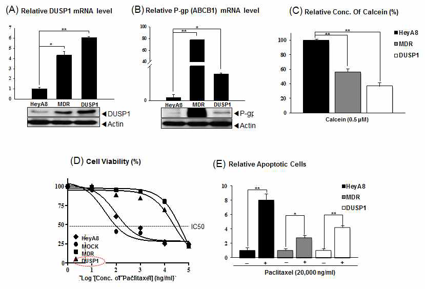 항암제 내성 난소암세포에서 DUSP1의 발현 증가 및 내성관련 ABCB1 수송체 발현과 항암제, paxlitaxel에 의한 세포사 변화 분석