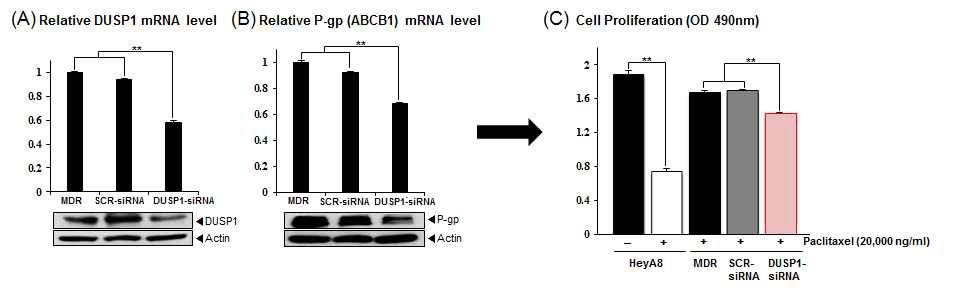DUSP1에 의한 ABCB1 수송체 발현 조절 및 항암제 내성 획득 검증