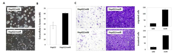 Hyper-glycolytic 세포주의 확립. A. Mesenchymal 세포의 형태학적 특징; B. Lactate 생성량 증대; C. 세포의 이동성 증가