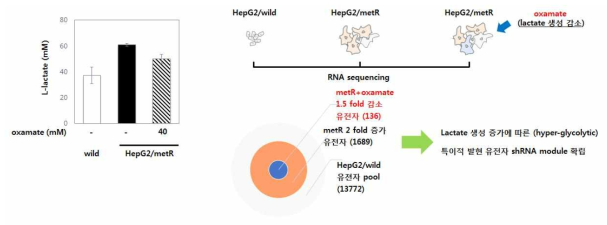 Hyper-glycolytic 세포주 특이적 발현 유전자 발굴 전사체 분석 모식도