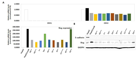 후보 유전자의 발현이 감소된 세포주에서의 이동성 분자 마커 확인. A. CDH1, CDH2, slug 유전자에 대한 전사체 발현 패턴 확인; B. 단백질 단계에서의 발현 확인