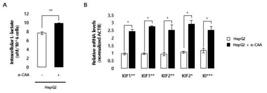 Lactate transporter inhibitor 처리를 통한 lactate 농도 변화 유도 후 kinesin 유전자의 전사체 발현 패턴