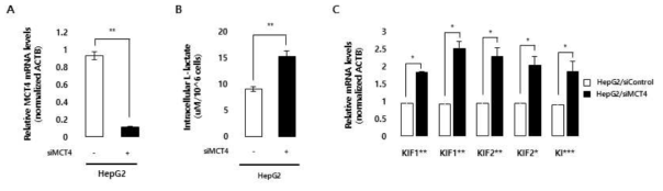 HepG2 세포에 lactate를 세포 외부로 배출하는 MCT4 유전자 발현 억제 후 kinesin 유전자의 전사체 발현량 확인
