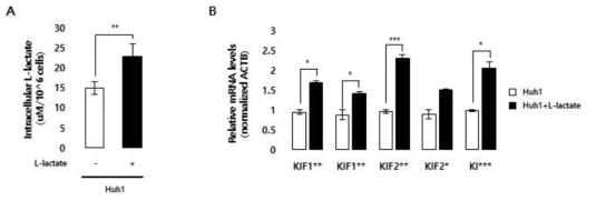 Huh1 간암 세포주에서 외부 L-lactate 처리 후, kinesin 패밀리 유전자의 발현 확인