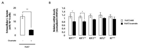 Huh7 세포주를 이용한 kinesin 패밀리 유전자의 lactate 의존적 전사 조절