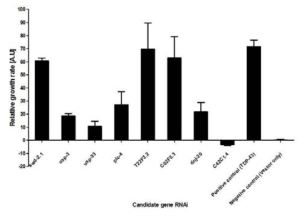 RNAi method를 이용한 예쁜 꼬마 선충 성장능 평가