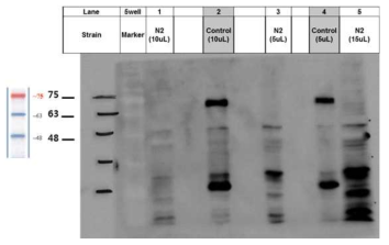 N2: Negative control/ C(control): Psnb1::TDP-43WT-YFP x rrf3- strain GFP antibody를 이용한 western blotting