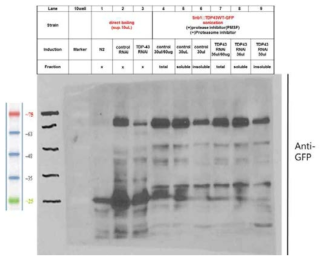 조건 실험 수행을 위한 control과 TDP-43 RNAi worm을 대상으로 한 western blotting