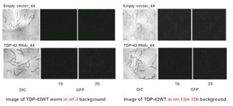 rrf-3 vs eri-1/lin15-b background에서의 TDP-43 과발현 선충의 RNAi sensitivity 비교(rrf-3 background: 좌, eri-1/lin-15b background: 우)