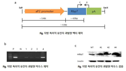 지방 특이적 유전자 과발현 마우스 제작