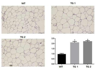 지방 특이 유전자 과발현 마우스 지방 면적 비교