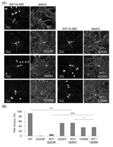 KIF1A 변이에 dominant negative 효과 분석